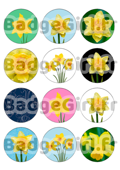 image badge cabochon jonquille fleur