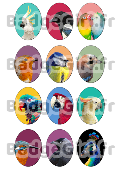 image images planche badge à imprimer oiseau bird oiseaux perroquet pie mesange rouge gorge paon mesange cacatoes